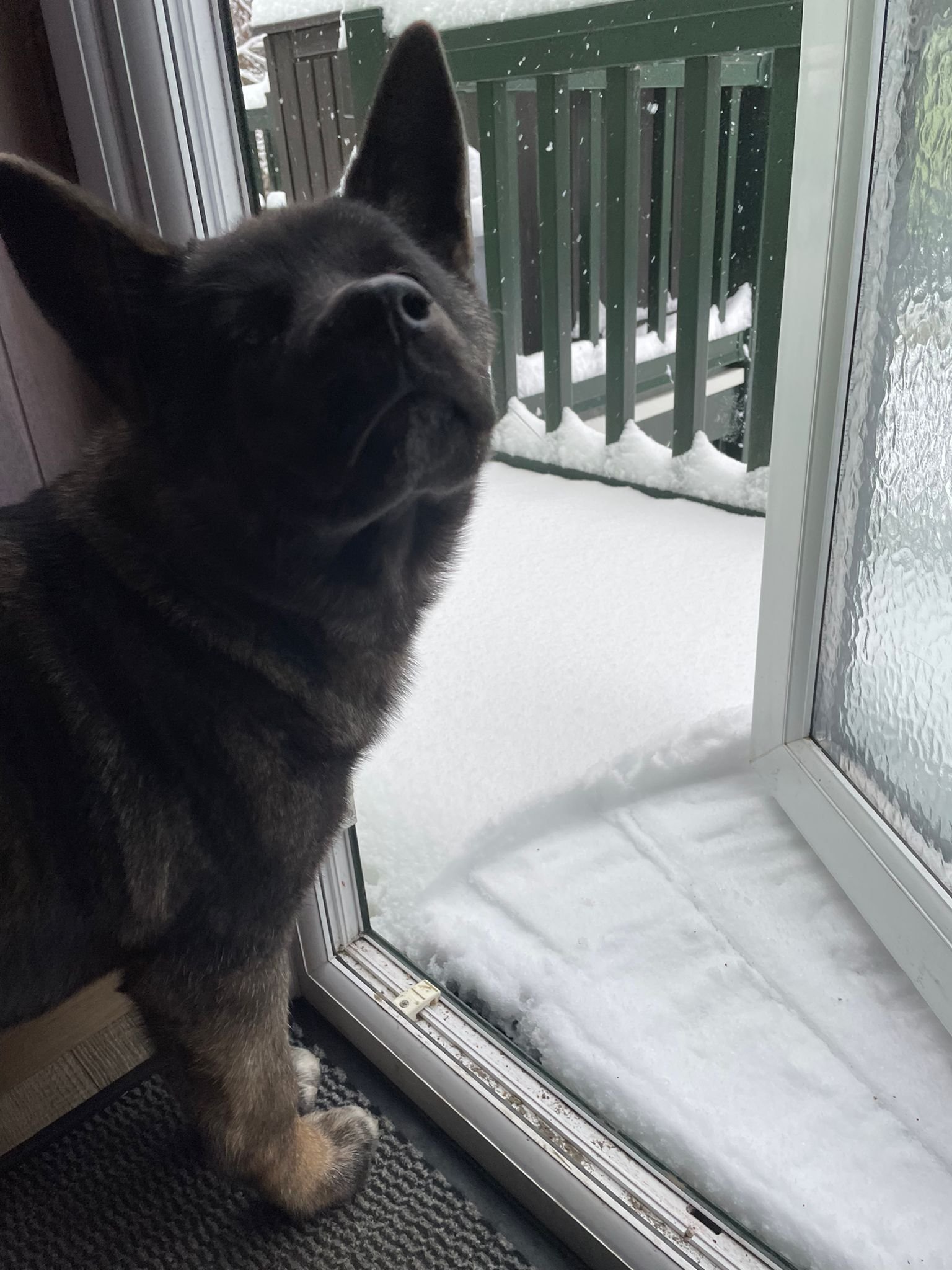 WhatsApp Image 2025-01-06 at 07.13.04